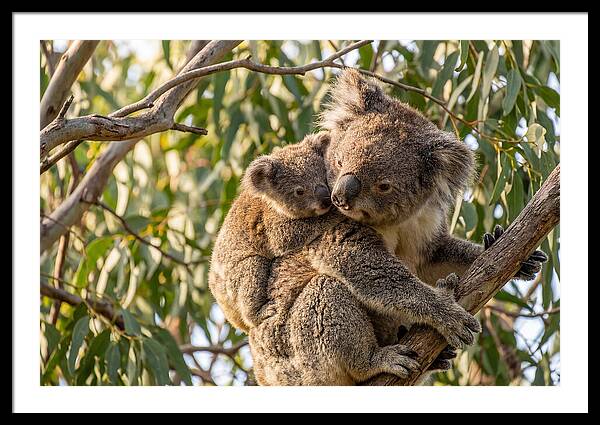 Koala Mother With Joey