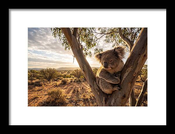 Koala Nestled Among Eucalyptus