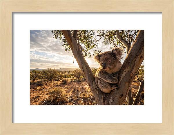 Koala Nestled Among Eucalyptus