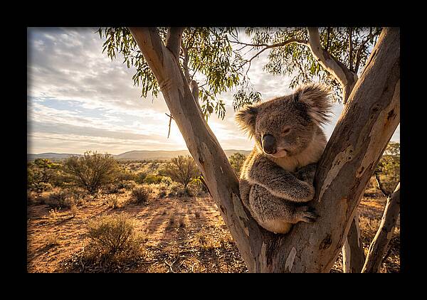 Koala Nestled Among Eucalyptus