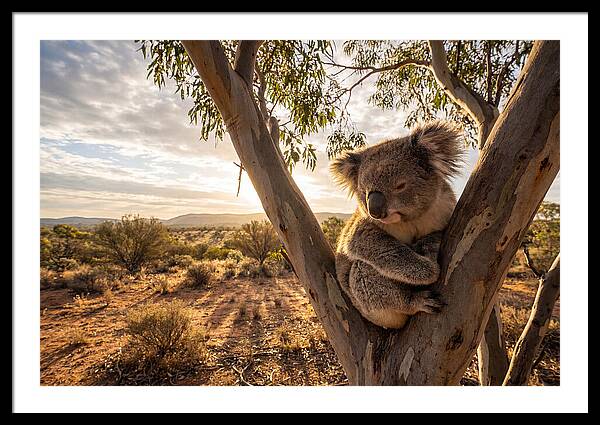 Koala Nestled Among Eucalyptus