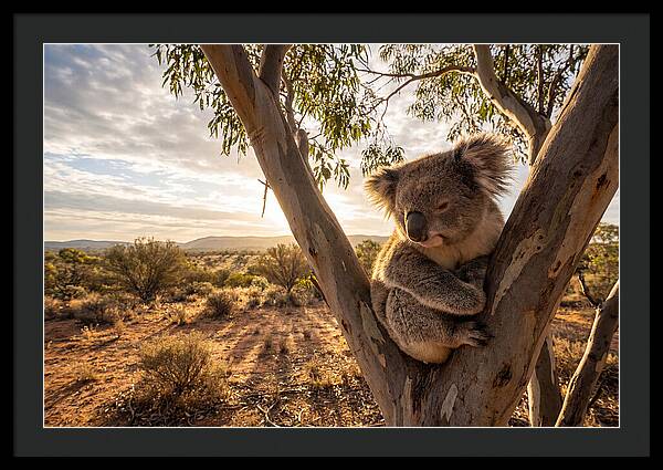 Koala Nestled Among Eucalyptus