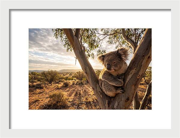Koala Nestled Among Eucalyptus