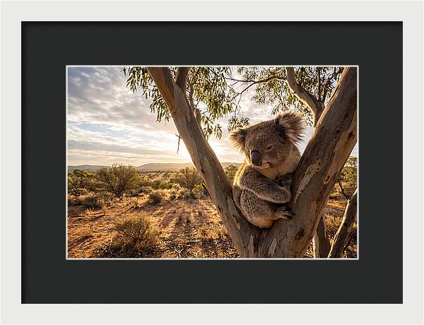 Koala Nestled Among Eucalyptus