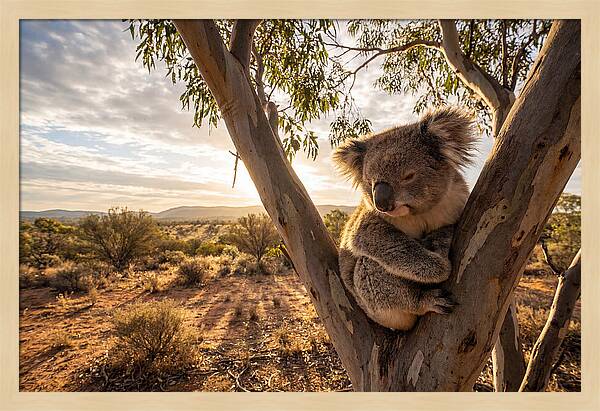 Koala Nestled Among Eucalyptus
