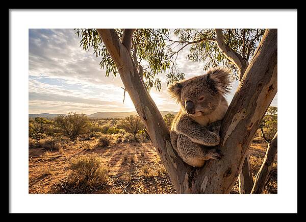 Koala Nestled Among Eucalyptus