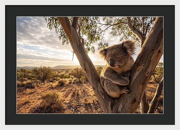 Koala Nestled Among Eucalyptus