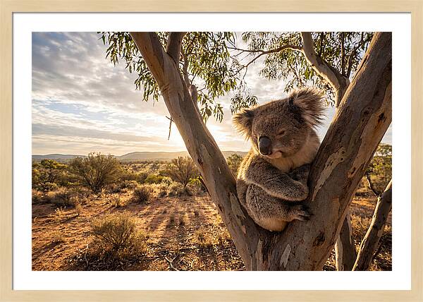 Koala Nestled Among Eucalyptus