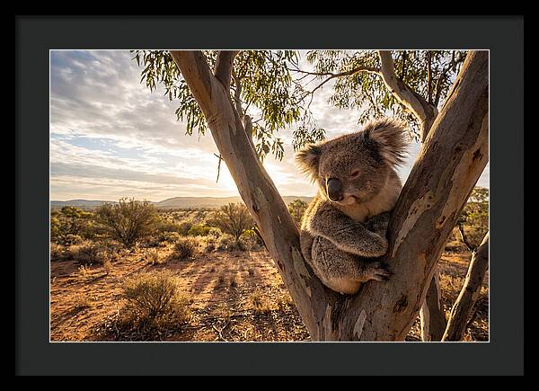 Koala Nestled Among Eucalyptus