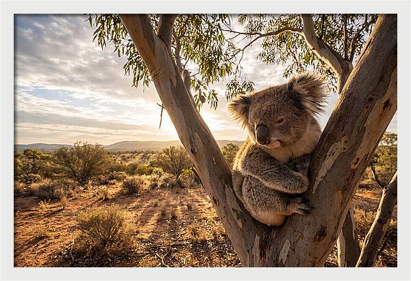 Koala Nestled Among Eucalyptus
