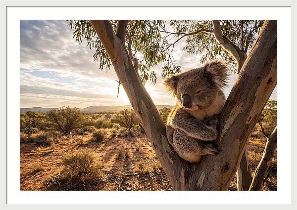 Koala Nestled Among Eucalyptus