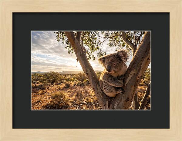 Koala Nestled Among Eucalyptus