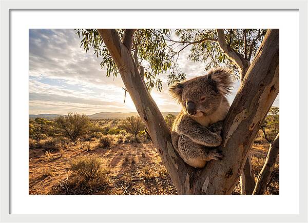 Koala Nestled Among Eucalyptus