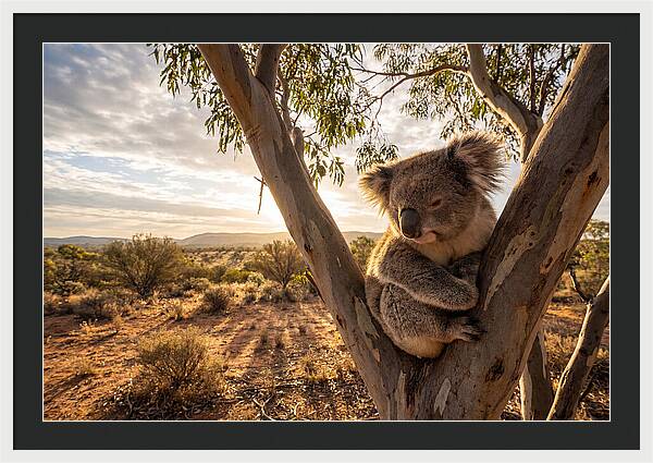 Koala Nestled Among Eucalyptus