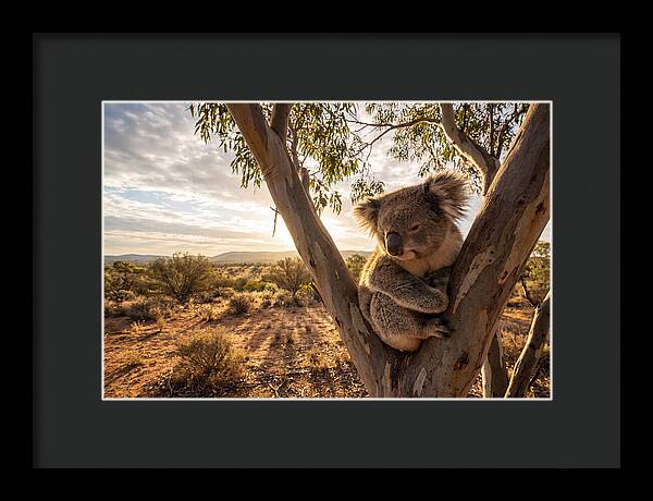 Koala Nestled Among Eucalyptus