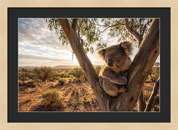 Koala Nestled Among Eucalyptus
