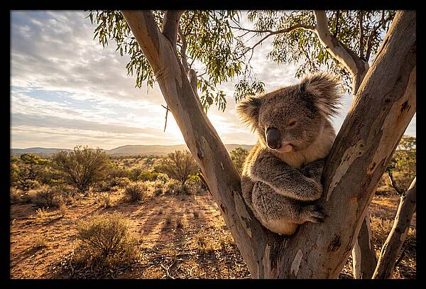 Koala Nestled Among Eucalyptus