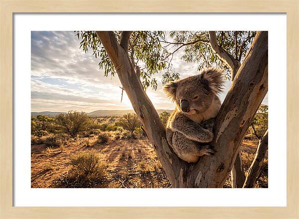 Koala Nestled Among Eucalyptus