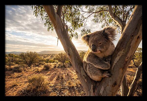 Koala Nestled Among Eucalyptus