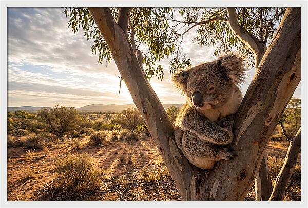 Koala Nestled Among Eucalyptus