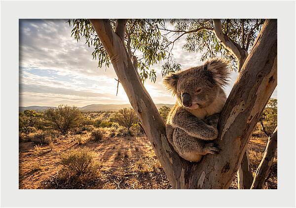 Koala Nestled Among Eucalyptus