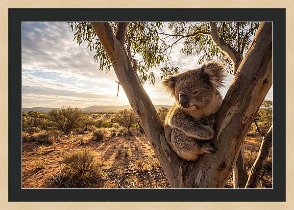 Koala Nestled Among Eucalyptus