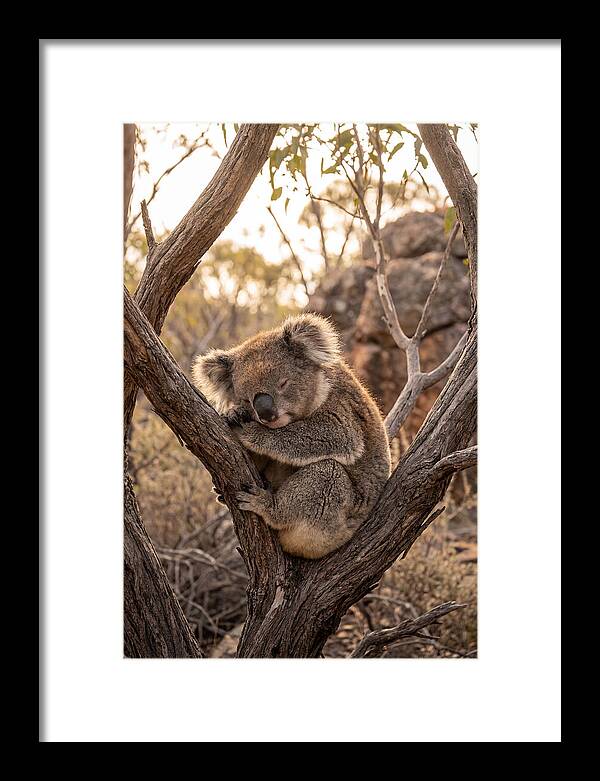 Koala Sleeping In Eucalyptus