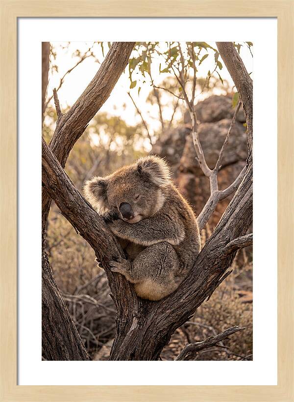 Koala Sleeping In Eucalyptus