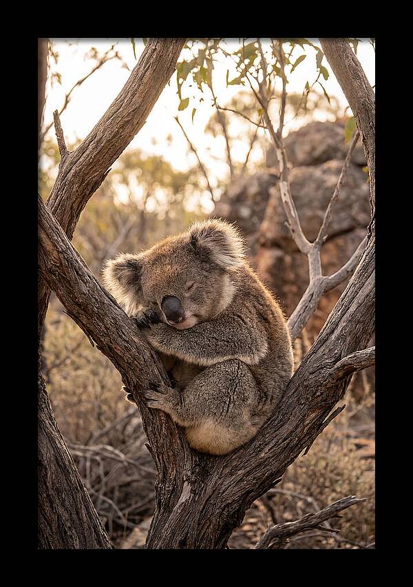 Koala Sleeping In Eucalyptus