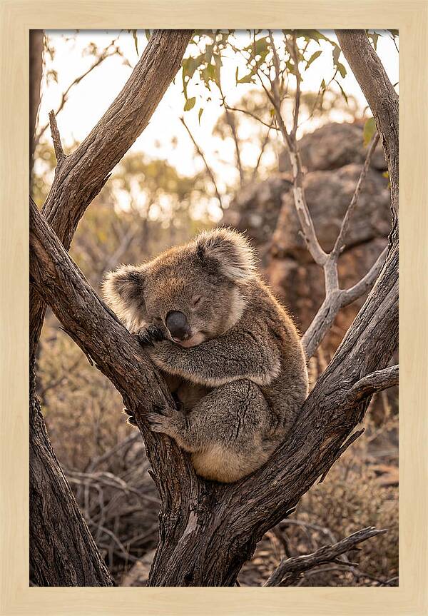 Koala Sleeping In Eucalyptus
