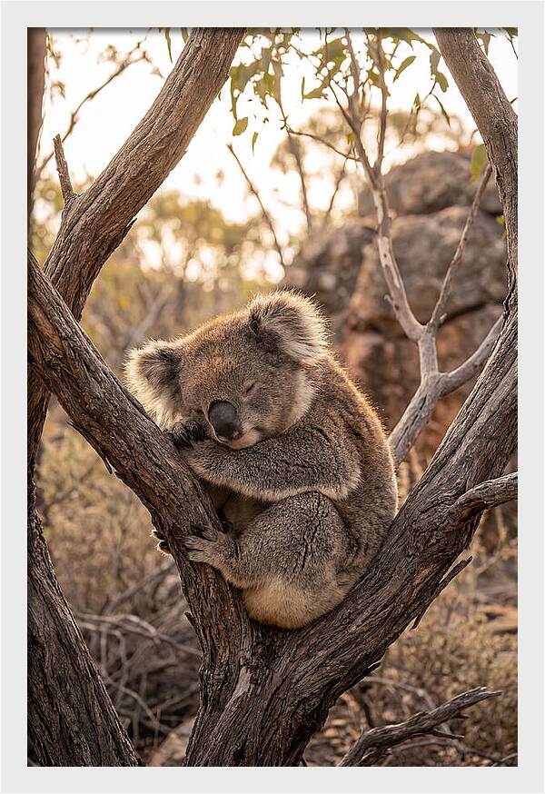 Koala Sleeping In Eucalyptus