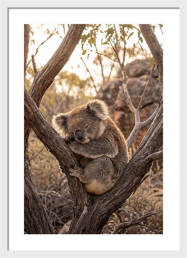 Koala Sleeping In Eucalyptus