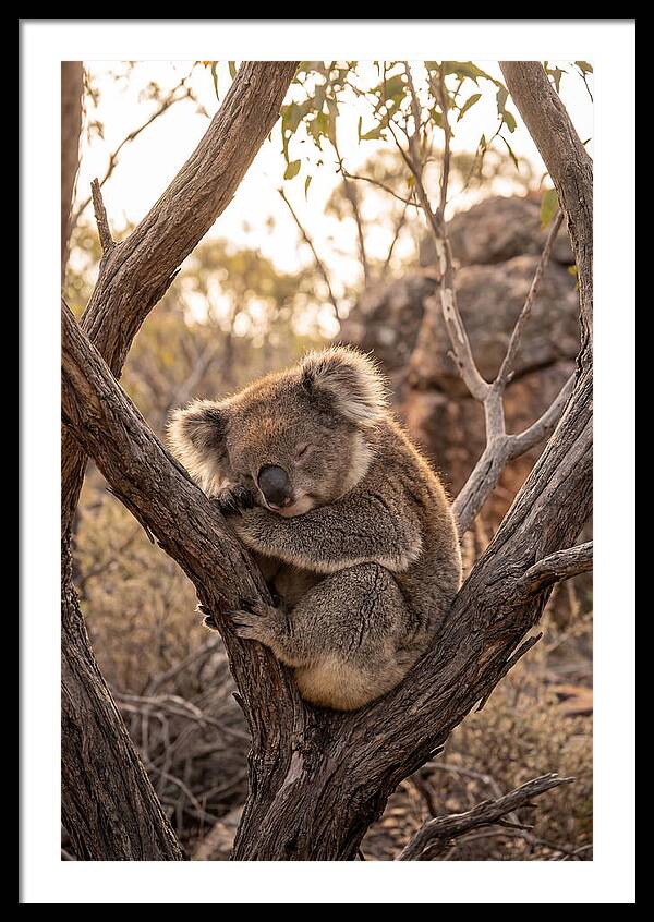 Koala Sleeping In Eucalyptus