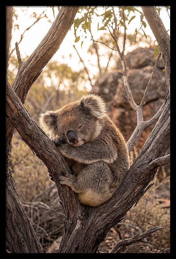 Koala Sleeping In Eucalyptus