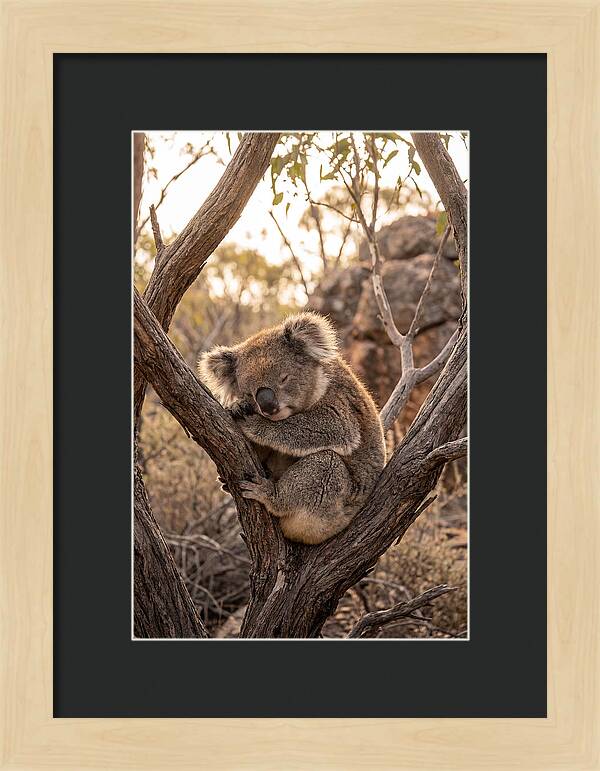 Koala Sleeping In Eucalyptus