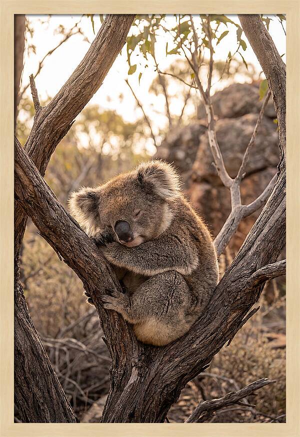 Koala Sleeping In Eucalyptus