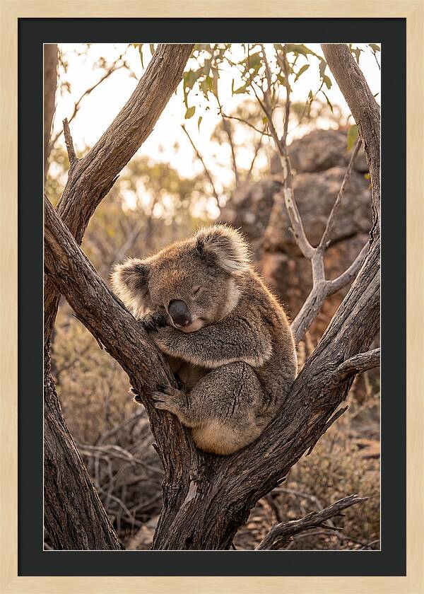 Koala Sleeping In Eucalyptus