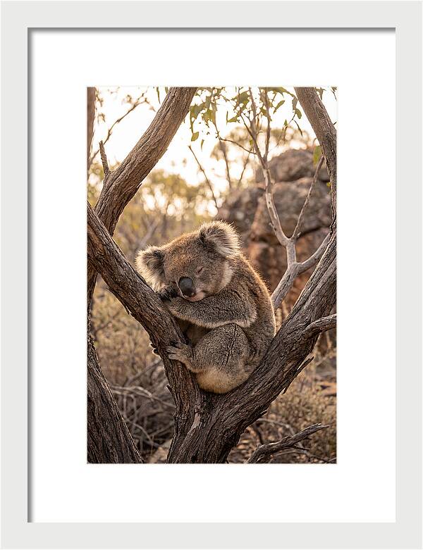 Koala Sleeping In Eucalyptus