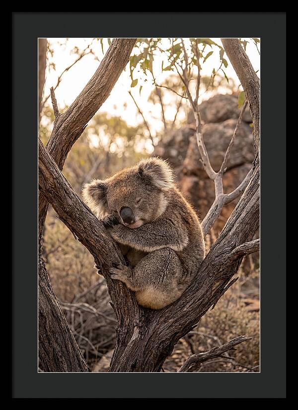 Koala Sleeping In Eucalyptus