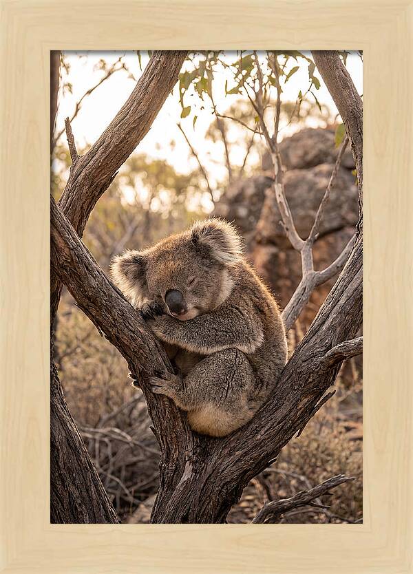 Koala Sleeping In Eucalyptus