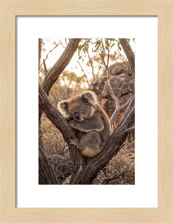Koala Sleeping In Eucalyptus