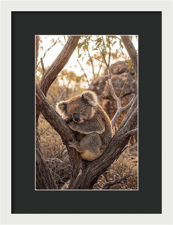 Koala Sleeping In Eucalyptus
