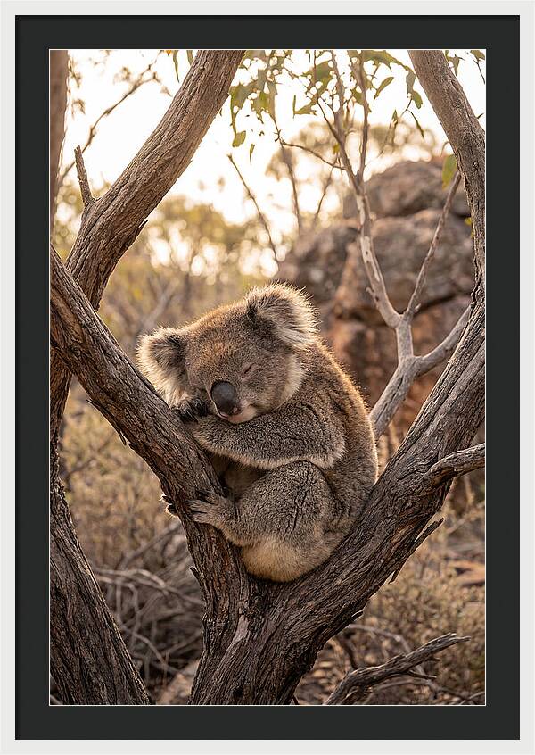 Koala Sleeping In Eucalyptus