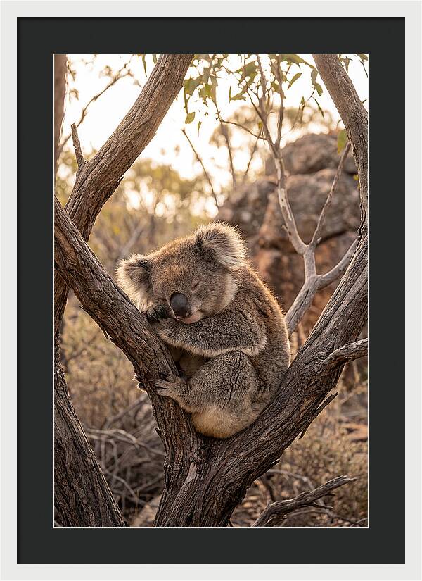 Koala Sleeping In Eucalyptus