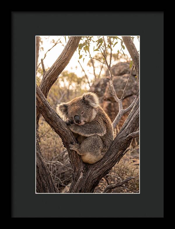 Koala Sleeping In Eucalyptus