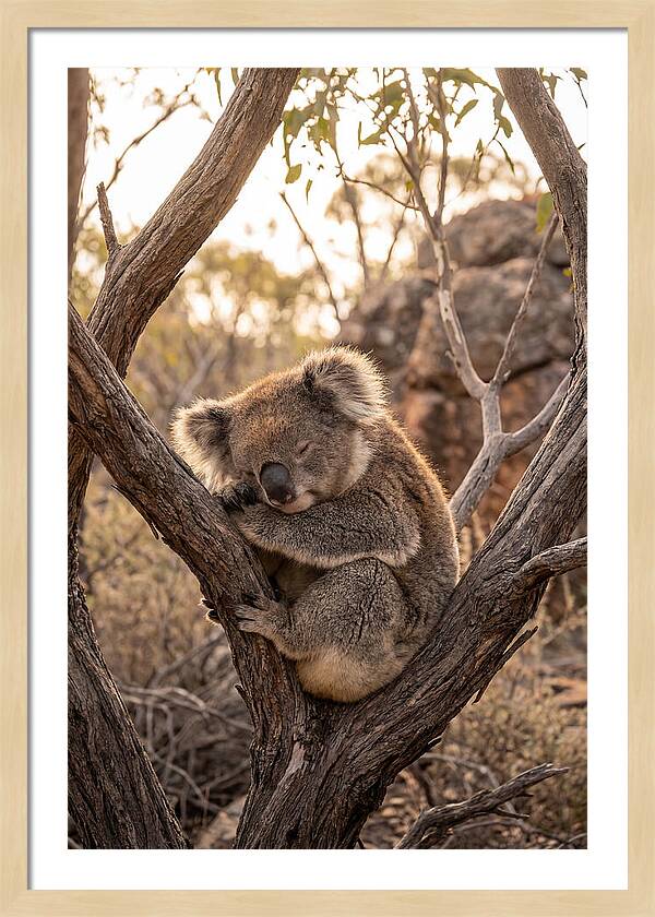 Koala Sleeping In Eucalyptus