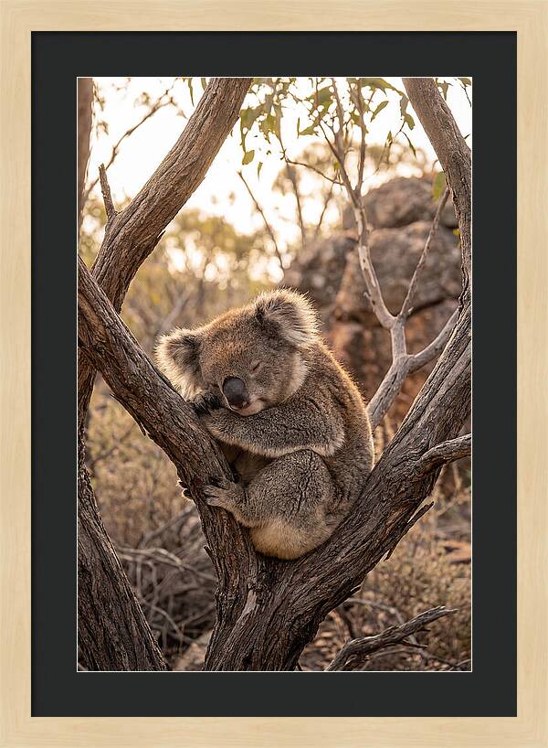Koala Sleeping In Eucalyptus
