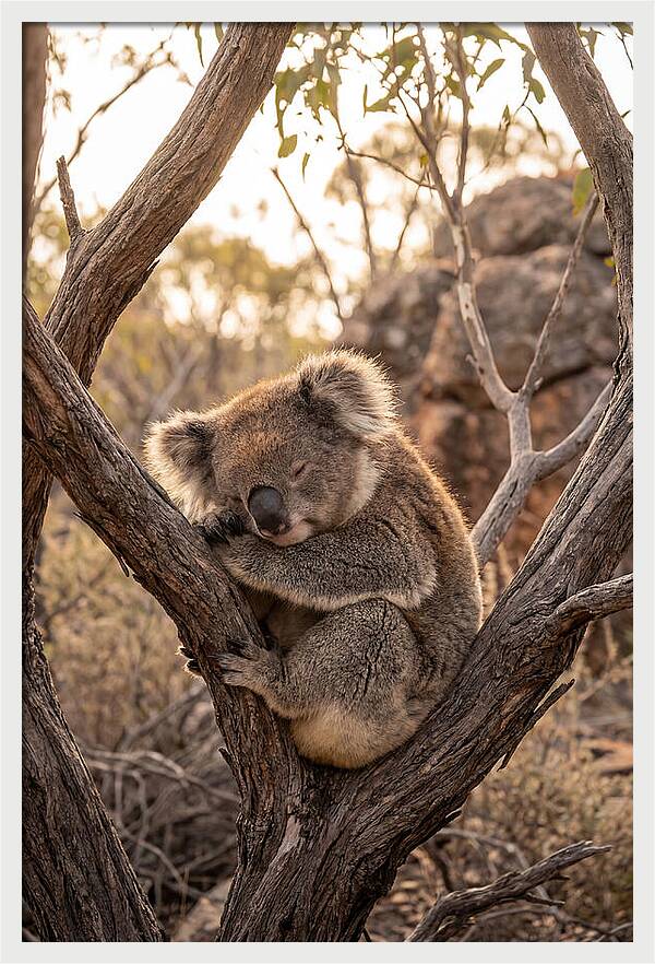Koala Sleeping In Eucalyptus