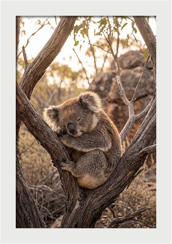 Koala Sleeping In Eucalyptus