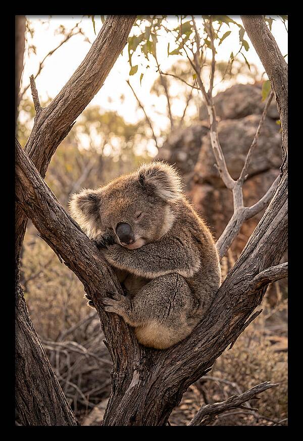 Koala Sleeping In Eucalyptus